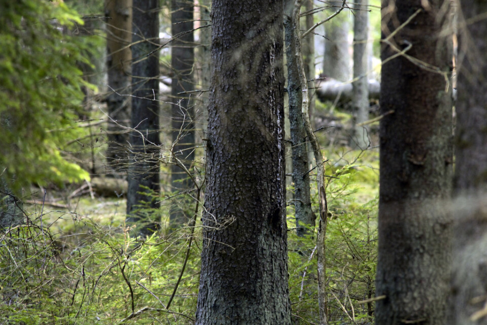 Sveriges högsta träd, Mölnbackagranen, har dött (ej granen på bilden). Arkivbild.