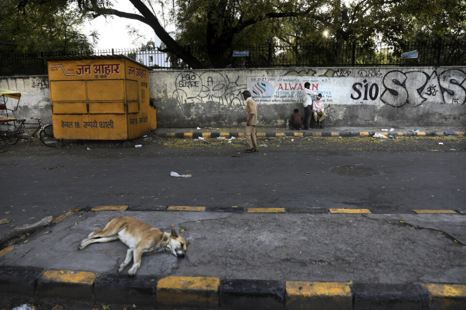 En gatuhund i New Delhi 2020. Arkivbild.