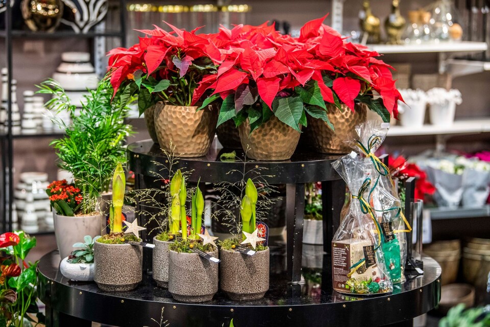 Röda julstjärnor och amaryllis är populära i år.