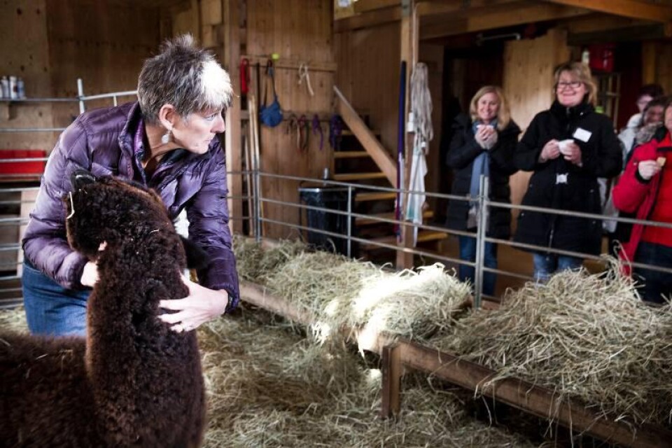 Marty McGee lärde ut hur man hanterar en alpacka med respekt.