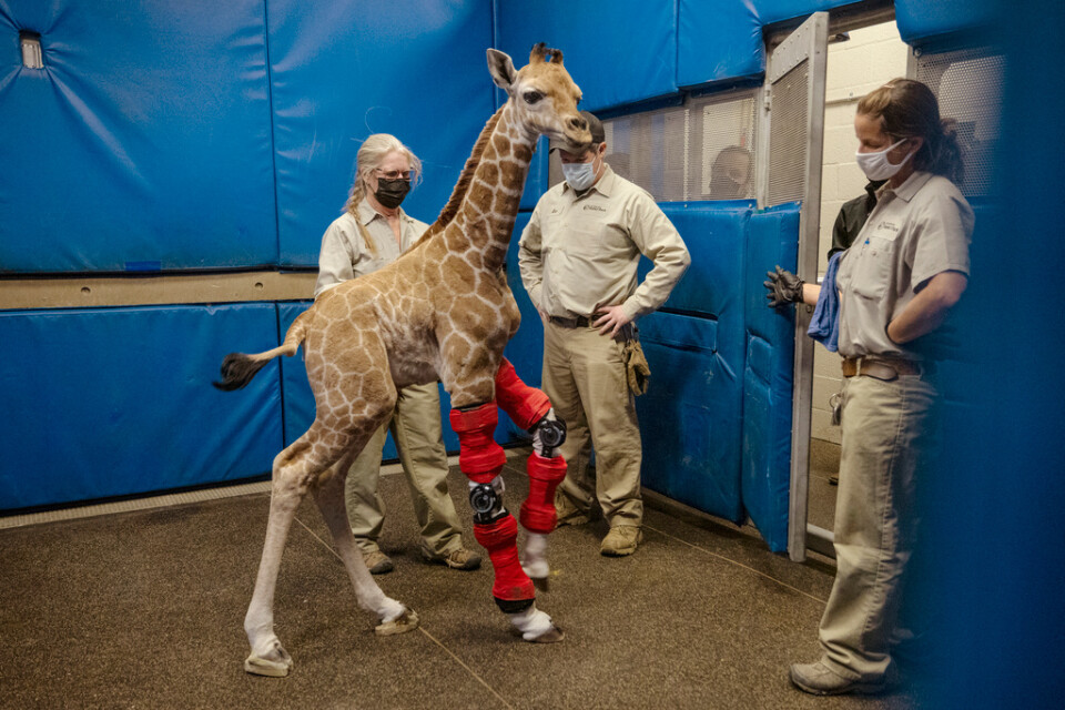 Giraffen Msituni föddes med missbildade framben, men kan nu gå tack vare specialbyggda stödskenor. Bild från den 10 februari, när giraffen var 9 dagar gammal.