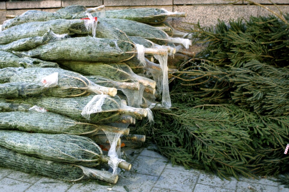 Det odlas gran i Sverige. Trots det så får vi importera julgranar – ofta från Danmark – för att möta det inhemska behovet. Arkivbild.
