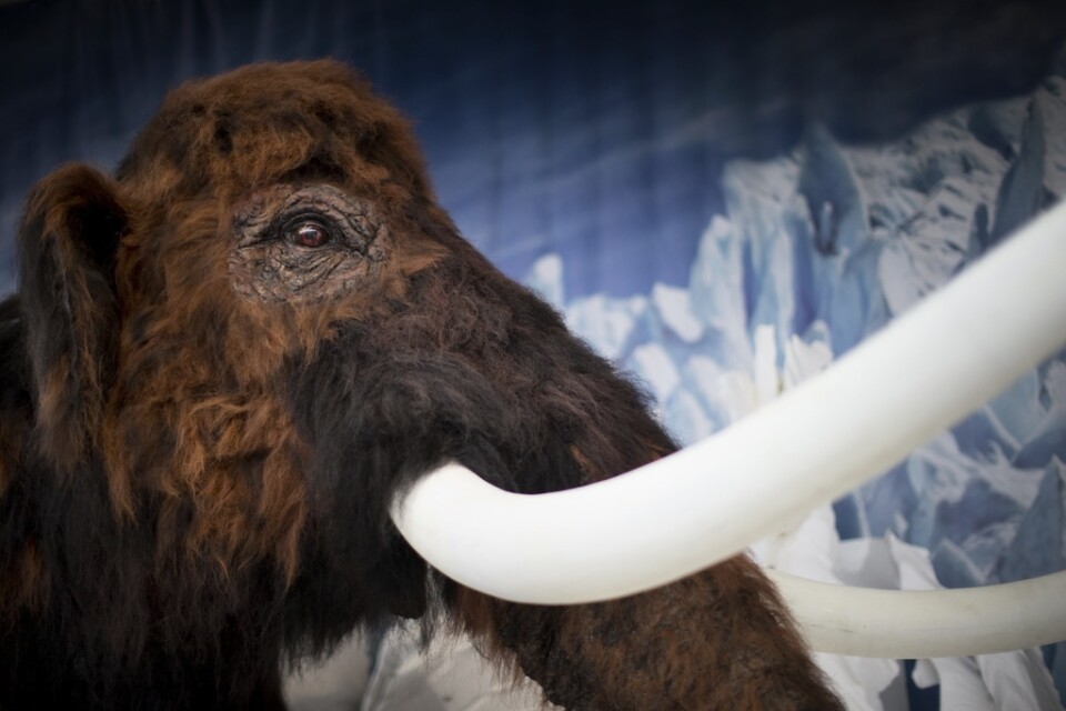 Tidiga ullhåriga mammutar kan ha haft större öron än man trott, enligt nya genanalyser. Arkivbild på en modell av ullhårig mammut på Universeum i Göteborg.