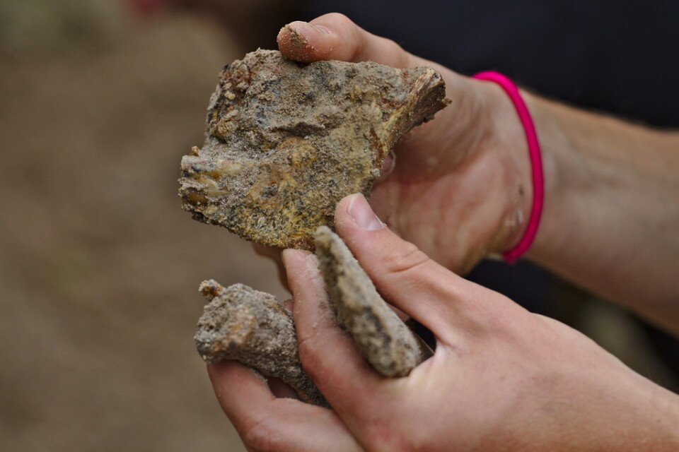 Forskare gräver fram unika dinosauriefynd i ett gammalt lerbrott i skånska Billesholm.