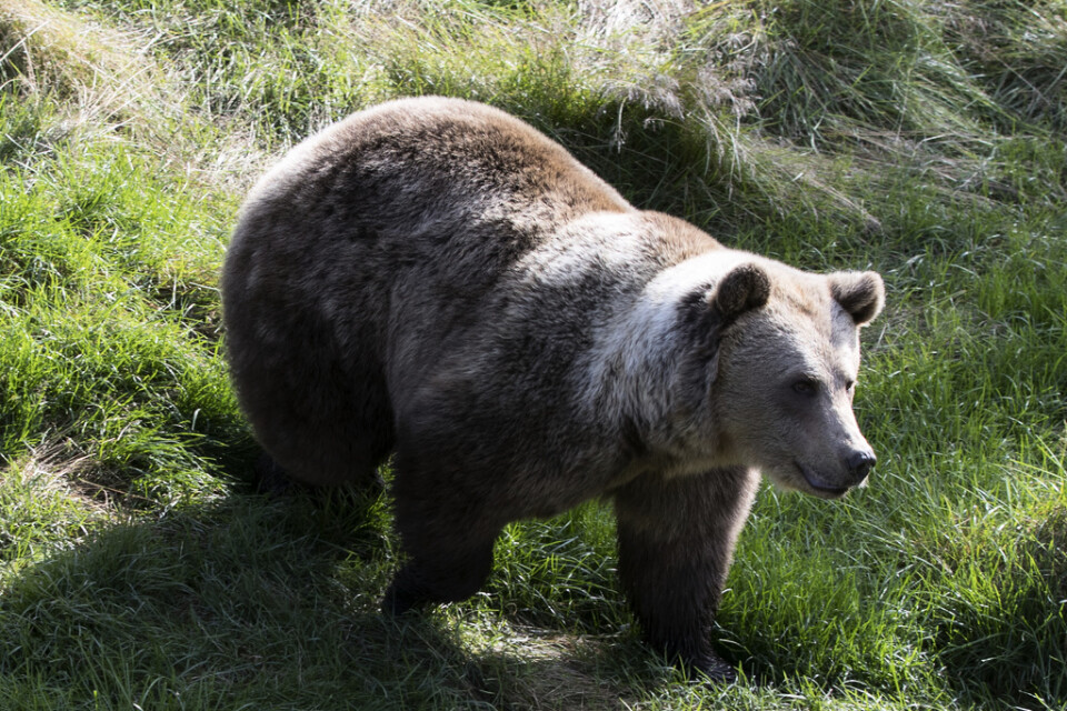 En brunbjörn i Norge. Arkivbild.