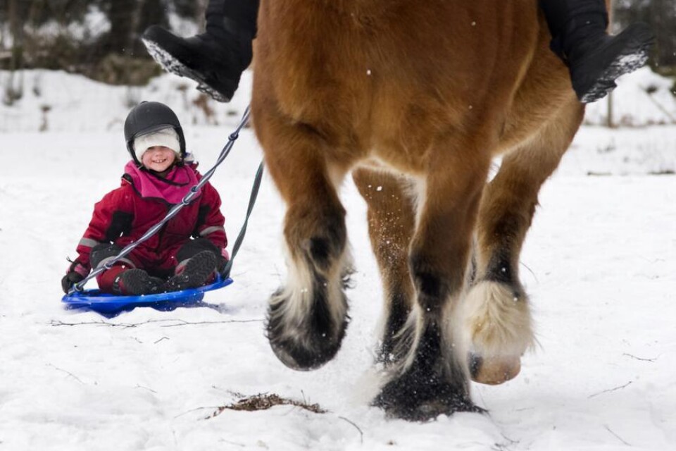 Amanda Gustavsson, 8, tycker bäst om hästarna av alla djuren på 4H-gården.