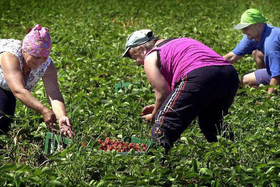 I plockartagen. Polska plockare har fullt upp ute på fälten i Vinslöv för att fylla sina lådor. Odlarna i trakten hoppas på att förlänga säsongen så att vi konsumenter kan äta färska jordgubbar in i augusti. Bilder: TOMMY SVENSSON