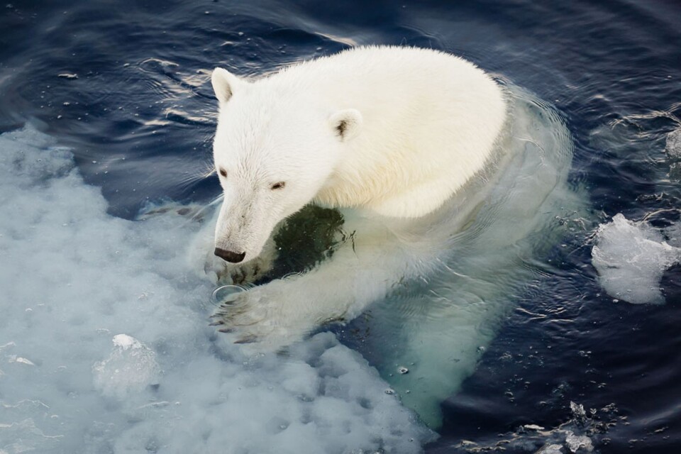 Imorgon firas internationella isbjörnsdagen.