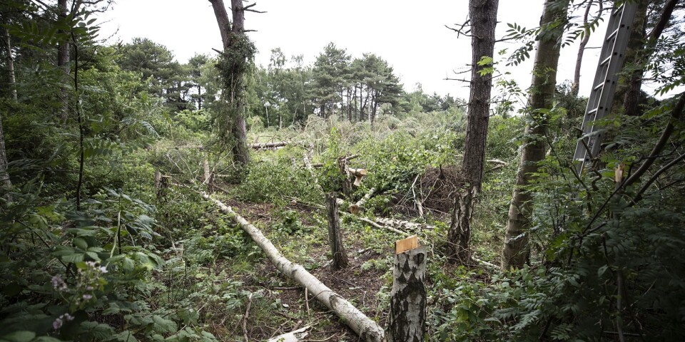 I Gislövs strandmark har ett skogsparti huggits ned. Enligt den gällande detaljplanen från 1942 finns det inga regleringar för trädfällning på tomten.