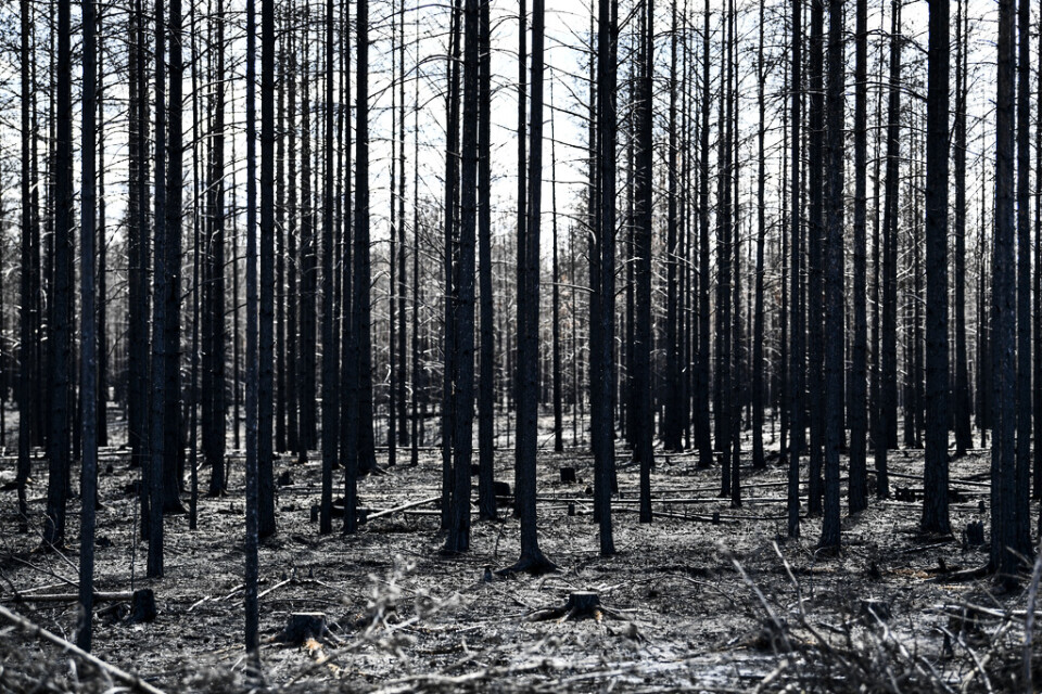 Extremväder såsom skogsbränder blir allt vanligare i takt med att jordens medeltemperatur stiger, enligt forskarvärlden. Här brandskadad skog från den stora skogsbranden sommaren 2018 som främst drabbade de nordvästra delarna av Gävleborgs län. Arkivbild.