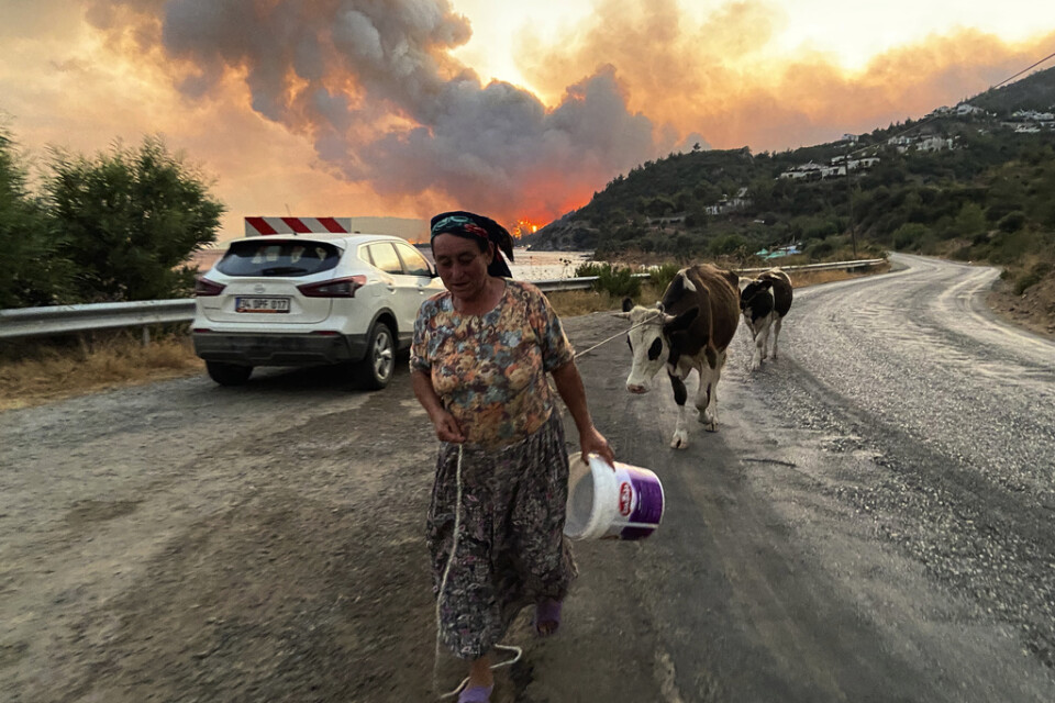 En kvinna flyr med sina djur från en brand nära Bodrum i Turkiet på måndagen.