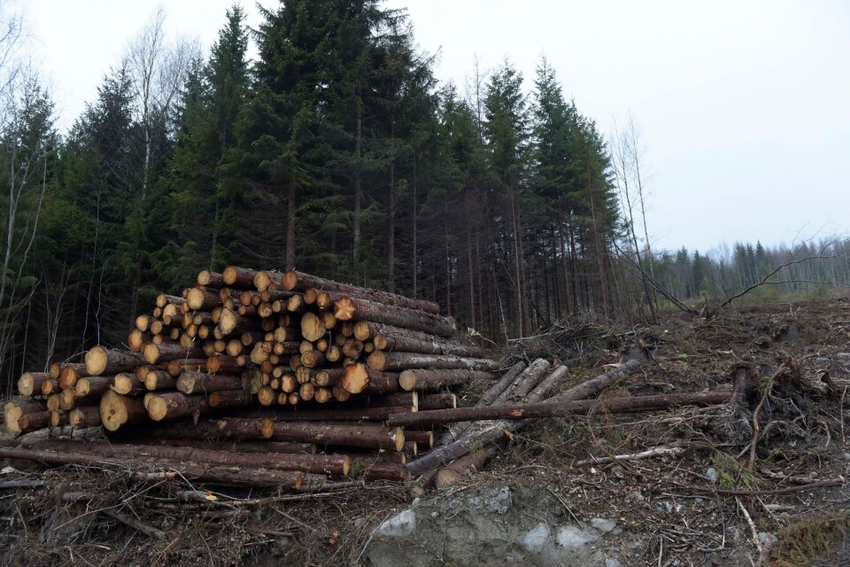 Socialdemokraterna lämnar dubbla besked om äganderätten för skogsägare. Ska den stärkas eller inte?