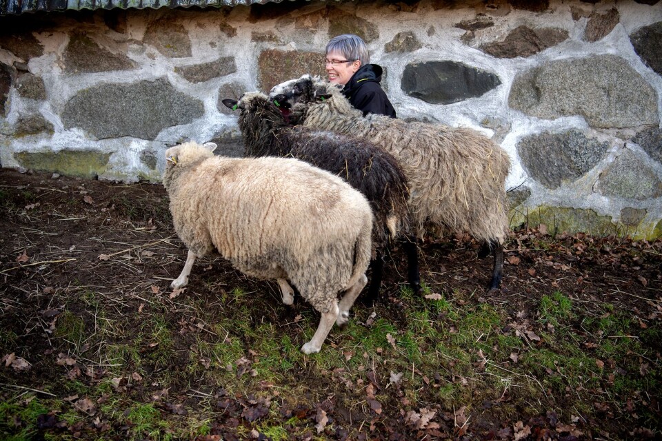 Miljösamordnaren Kristina Olsson efterlyser nya volontärer som kan hjälpa till att ta hand om fåren, Bella, Kex och Karin.