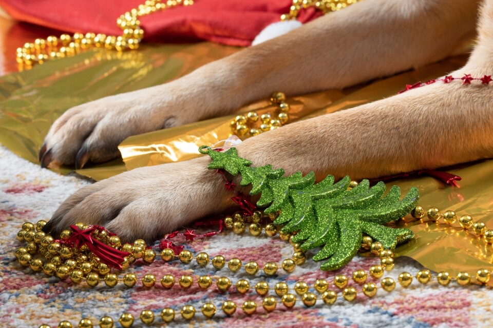 Se upp med glitter och presentsnören som lätt kan fastna i ditt husdjurs mage och tarm.