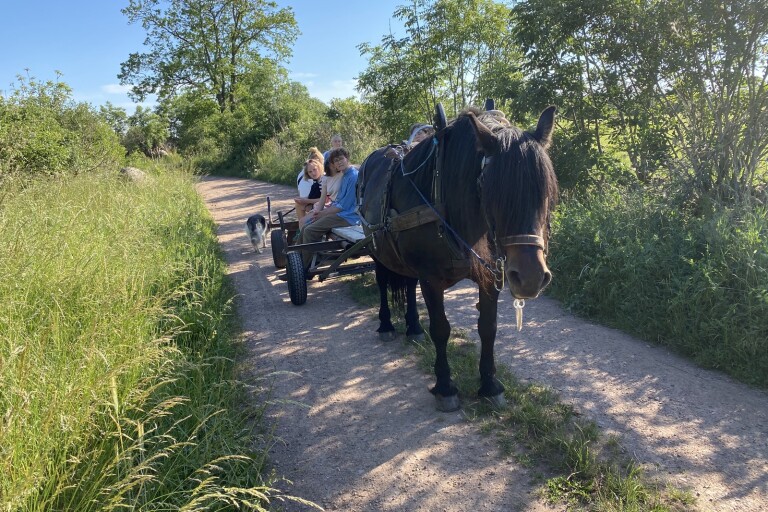 Hästtaxi genom byn – tar besökarna mellan evenemangen