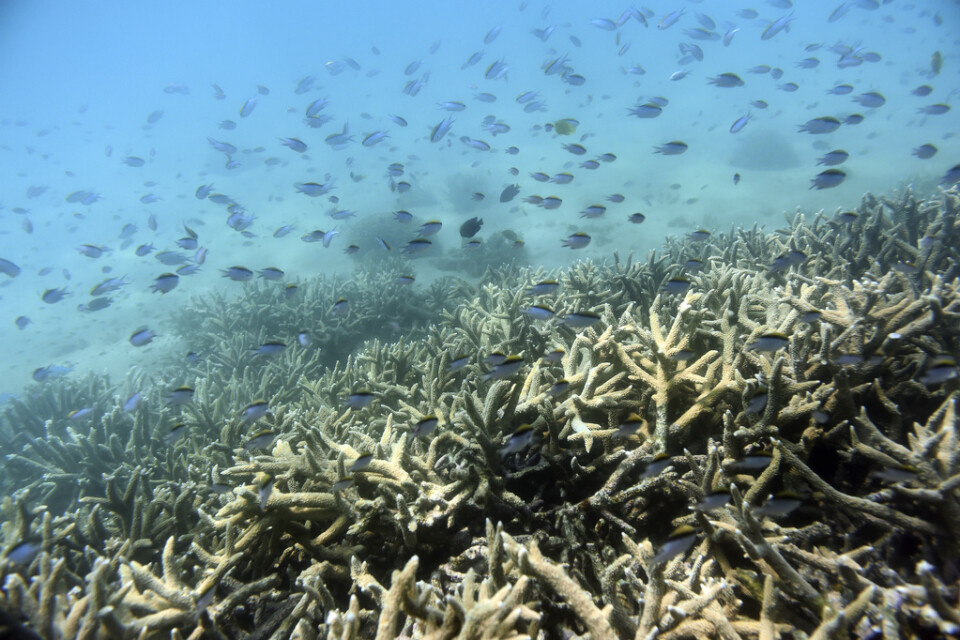 Världens korallrev är hem för ett närmast oräkneligt antal arter, från viktiga mikroorganismer till fiskar. Men till följd av klimatförändringarna hotar omfattande koralldöd. Arkivbild.