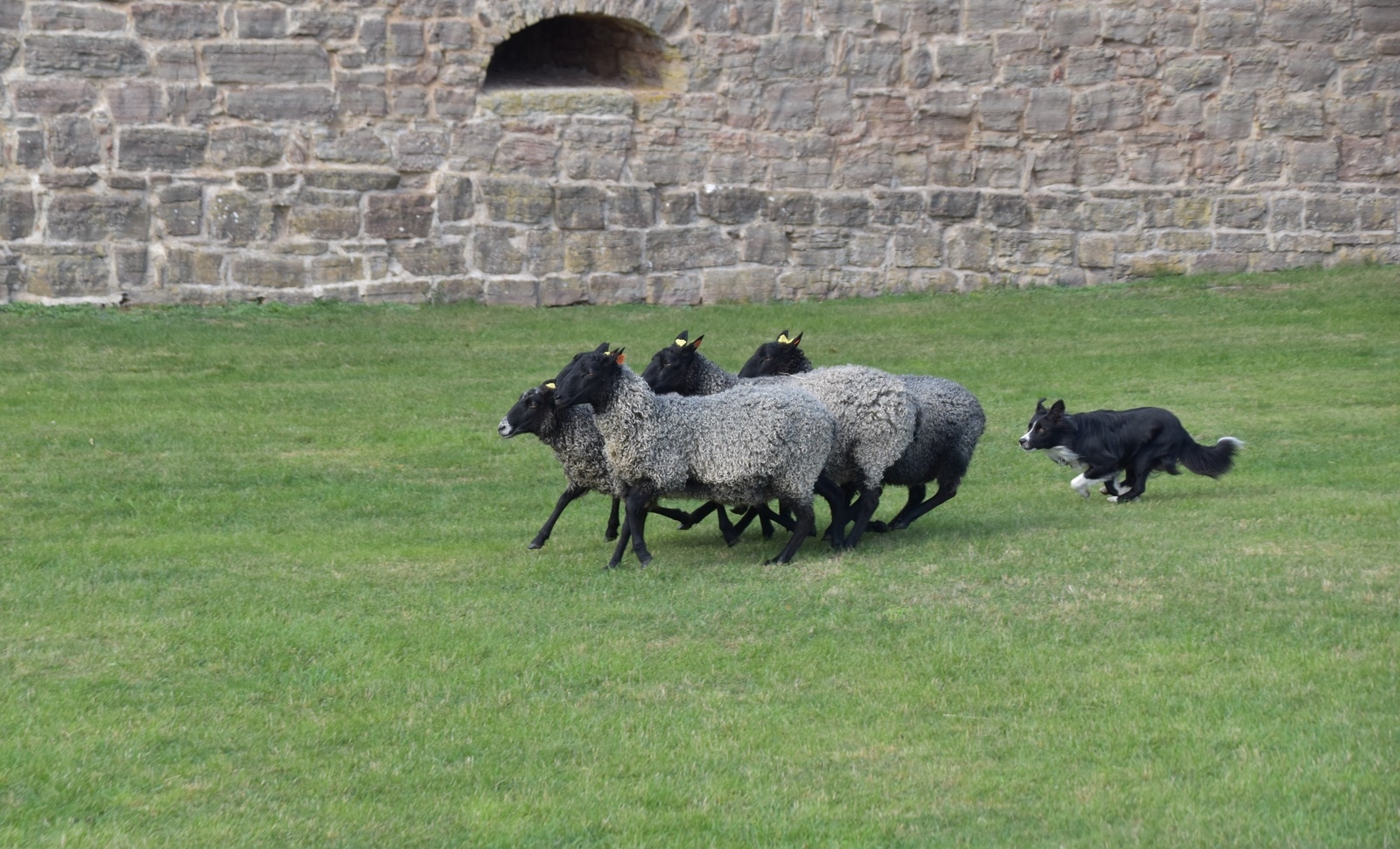 Fårens dag på Slottsruinerna. Besökarna kunde uppleva hur en vallhund på herdens order leder fårflocken förbi olika hinder.