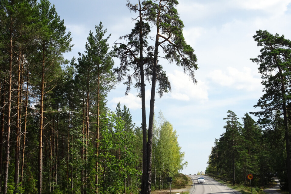 Den så kallade trolltallen står vid väg 522 i Enhörna nära Södertälje. Foto: Svevia.