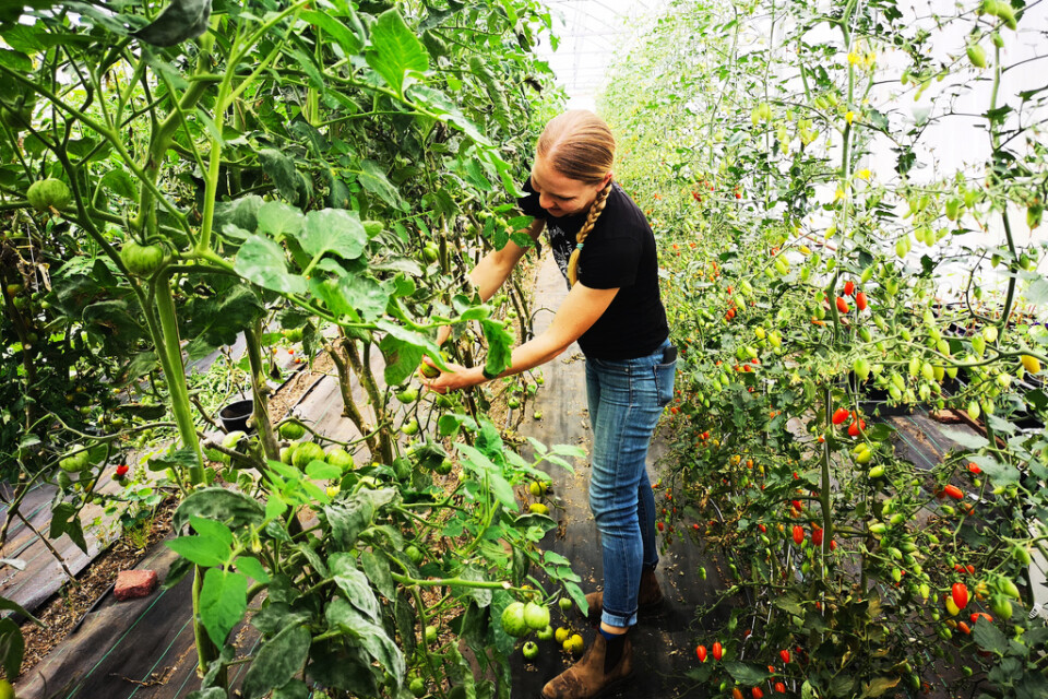När restauranger i drabbade områden får färre besökare sjunker efterfrågan på Piccolo Farms varor. "Vi hade hundra kilo tomater här i förra veckan som vi inte kunde sälja", säger Lizzie Buscaino.