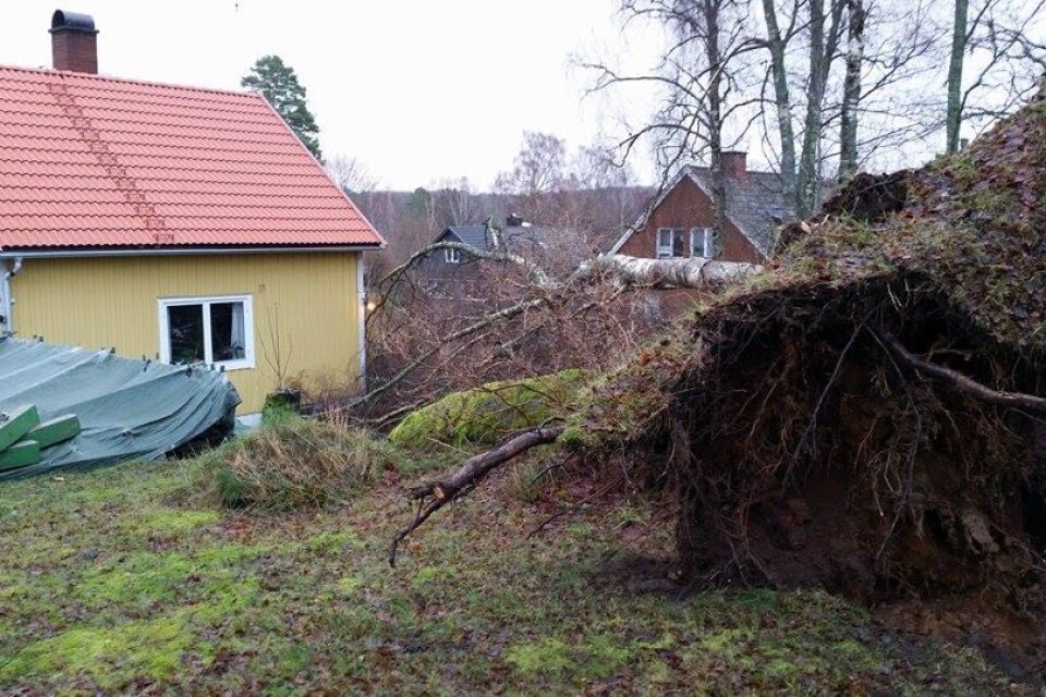 Den här bilden skickade Martin Nitram Olsson in. Han skriver att under natten kände han hur huset skakade och en lampa föll ner från fönsterbänken men han trodde att det var vinden som tagit i. På måndagsmorgonen upptäckte han att ett träd hade trillat precis utanför hans hus.