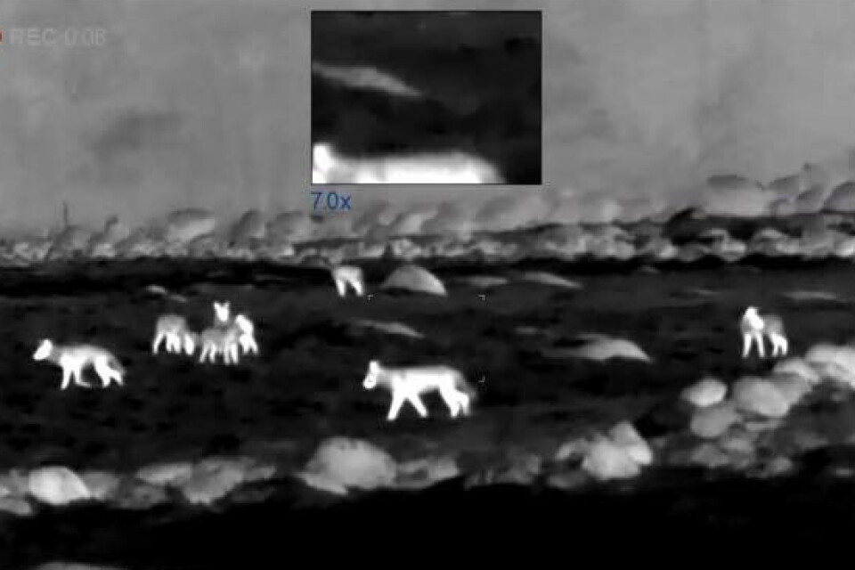 Screenshot of a photo by Magnus Hellström. Wolves caught on camera in their territory on Linderödsåsen.