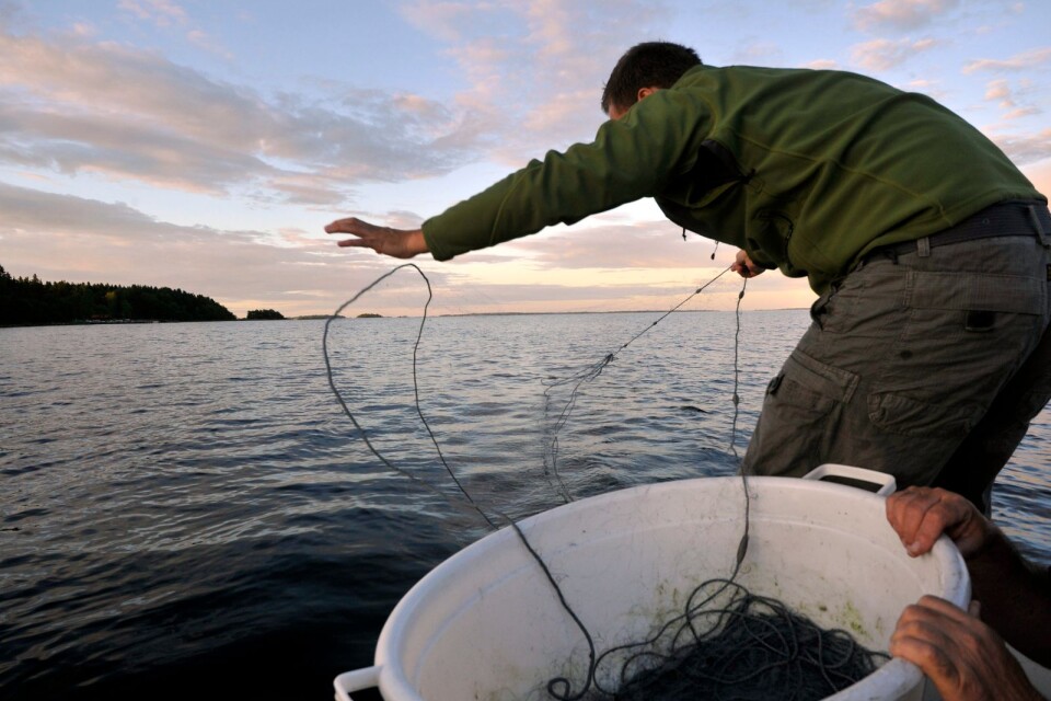 ”Problemet i Östersjön är skarv, säl och industrifisket och inte husbehovsfiske för human konsumtion,” skriver Bengt Johansson.
