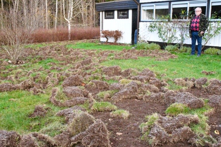 Drabbade villaägare vill att fler vildsvin skjuts i Hovmantorp: ”Jaga dem vid Hacksjön”