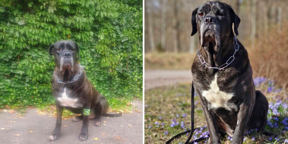 Hunden Fia kan bli årets blodgivarhund – räddat 15 liv