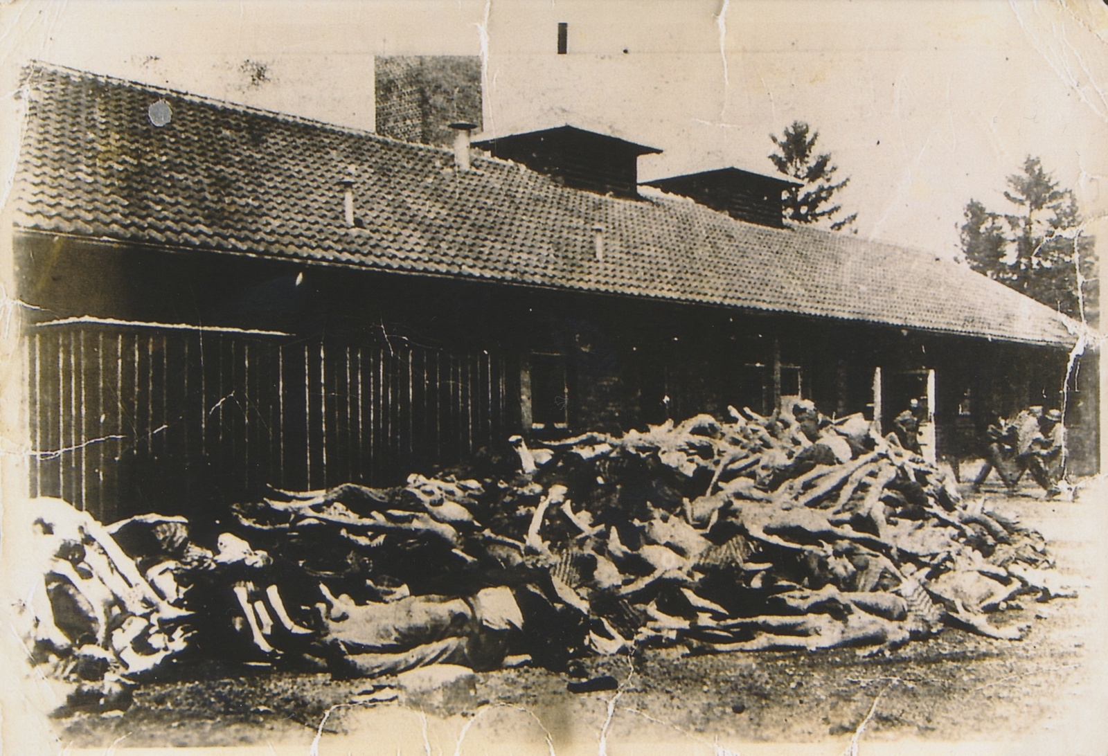 De döda staplades i högar utanför barackerna. Bilden kommer från Dachau, som var det första av nazisternas koncentrationsläger.