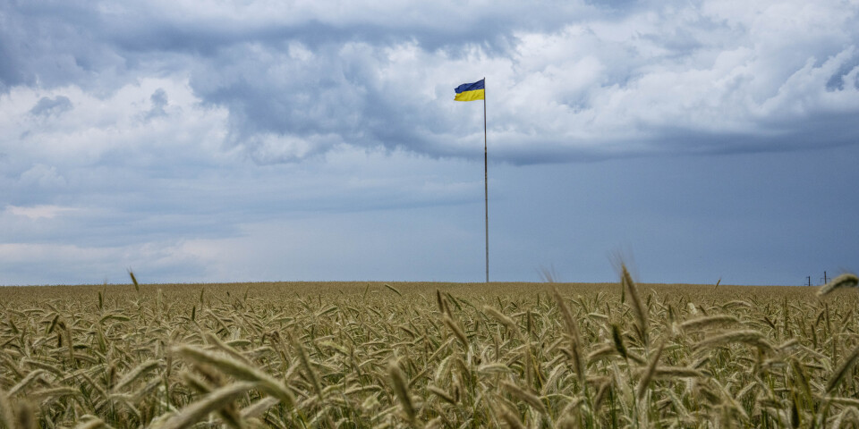 Ändlösa veteåkrar på Ukrainas bördiga svarta lössjord. Bild från i juni.