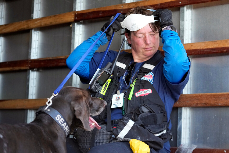 Räddningsarbetare i Lahaina arbetar tillsammans med likhundar för att identifiera mänskliga kvarlevor.