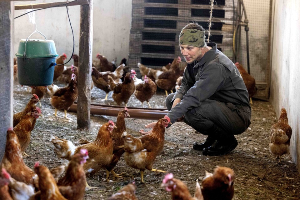Eko-äggproducenten Daniel Hägerby fick hålla hönsen inne på grund av restriktionerna men efter Barometern-OT:s besök på gården har han fått släppa ut dem.
