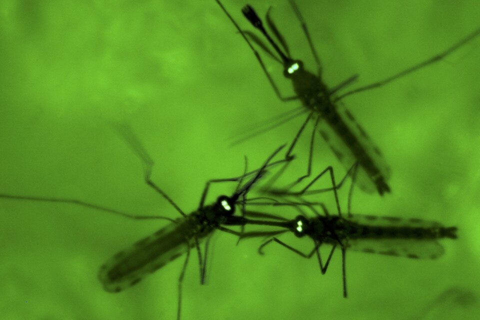 Resistenta varianter av malariaparasiten, som sprids via myggor, blir vanligare i Afrika. Arkivbild.