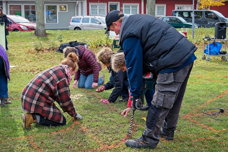 Många Mörbylångabor samlades på torget på söndagen för att förbereda köpingens 200-årsjubileum nästa år genom att plantera lökar till vårblommor.