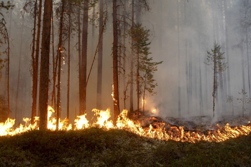 KÅRBÖLE 20180715
Skogsbrand vid Kårböle strax utanför Ljusdal härjade på söndagskvällen. Elden är på väg mot bebyggt område.och de som befinner sig i Ängra uppmanas att evakuera.
Foto: Mats Andersson / TT / kod 62210