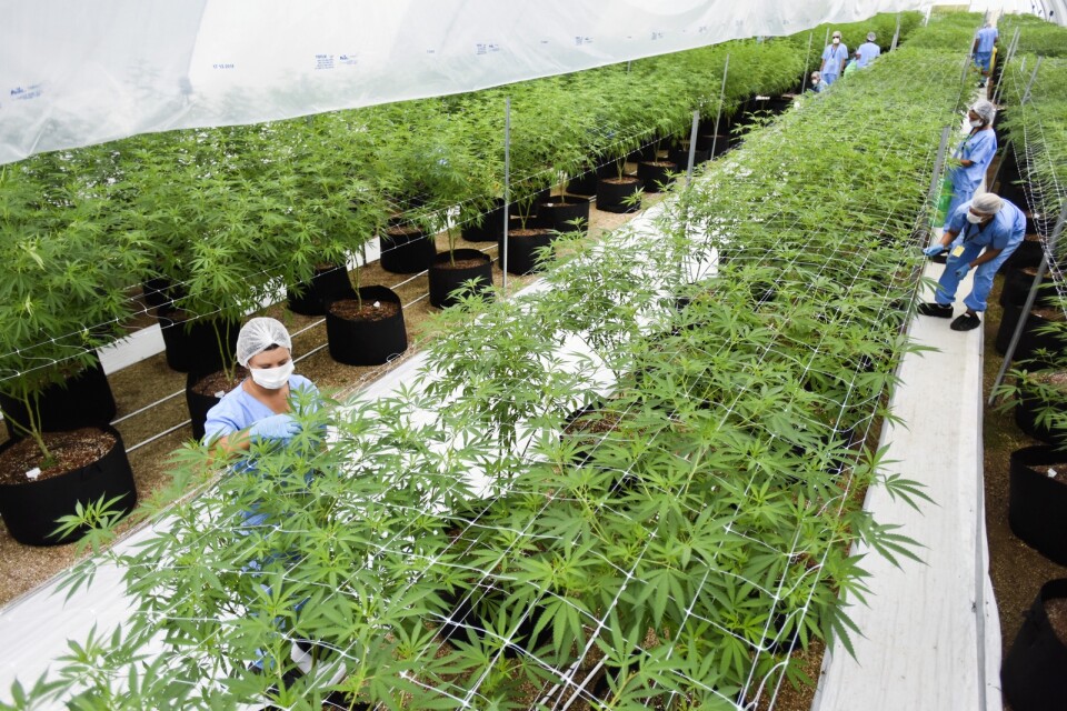 De få länder som har legaliserat cannabis behöver samarbeta för att något så när möta efterfrågan. Här en odling i Nueva Helvecia, Uruguay, med sikte på export till Kanada. Arkivbild.