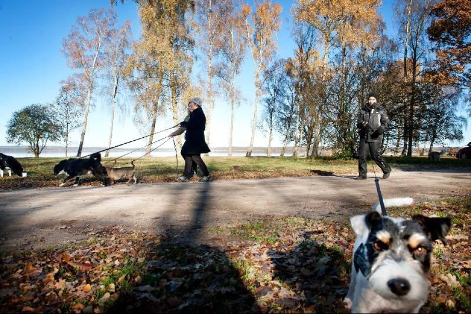 Hundägare med adopterade hundar träffas emellanåt på olika håll. I går, söndag, blev det en härlig promenad på hundstigen vid Finjasjön.