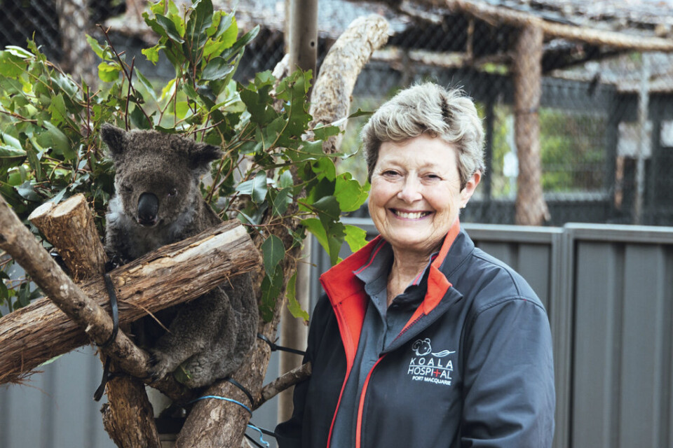 Sue Ashton leder Koala Hospital i Port Macquarie i New South Wales.