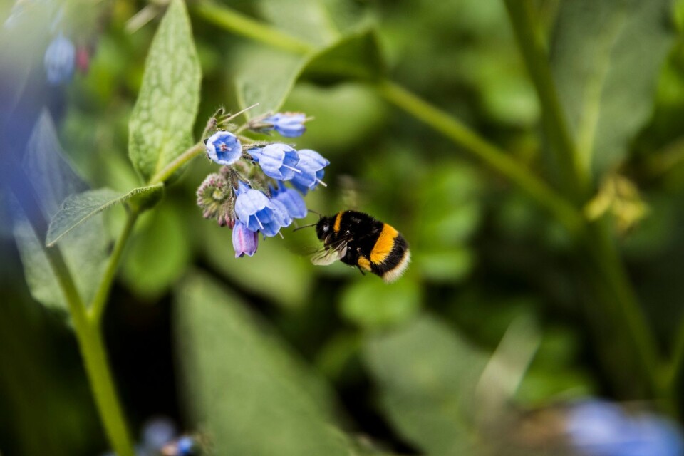 Blommande växter är inte bara en fröjd för ögat, utan också viktiga för bin och andra insekter.