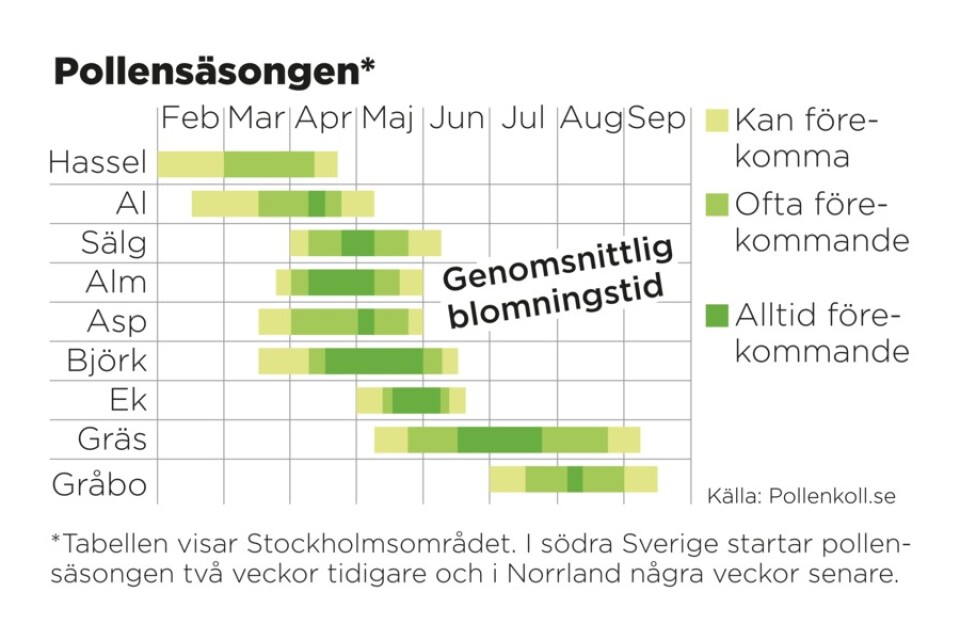 Tabellen visar Stockholmsområdet. I södra Sverige startar pollensäsongen två veckor tidigare och i Norrland några veckor senare.