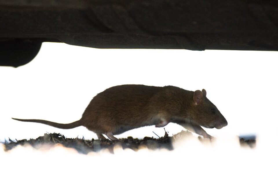 En förskola i Göteborg har i ett års tid haft problem med råttor. Fastighetsägaren satte ut elektriska råttfällor, men det räckte inte. I mars slog personalen larm om att råttbajs föll ner från innertaket i hallen, bland annat på barnens ytterkläder och