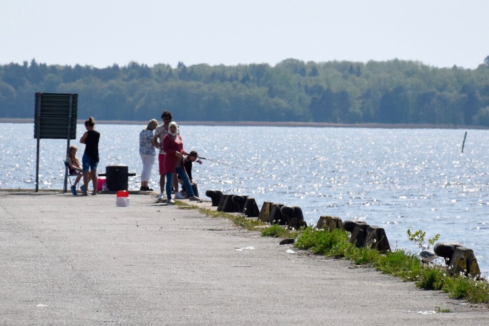 Varje vår bedrivs ett intensivt fiske av sill från kajerna i Ronnebyhamn.