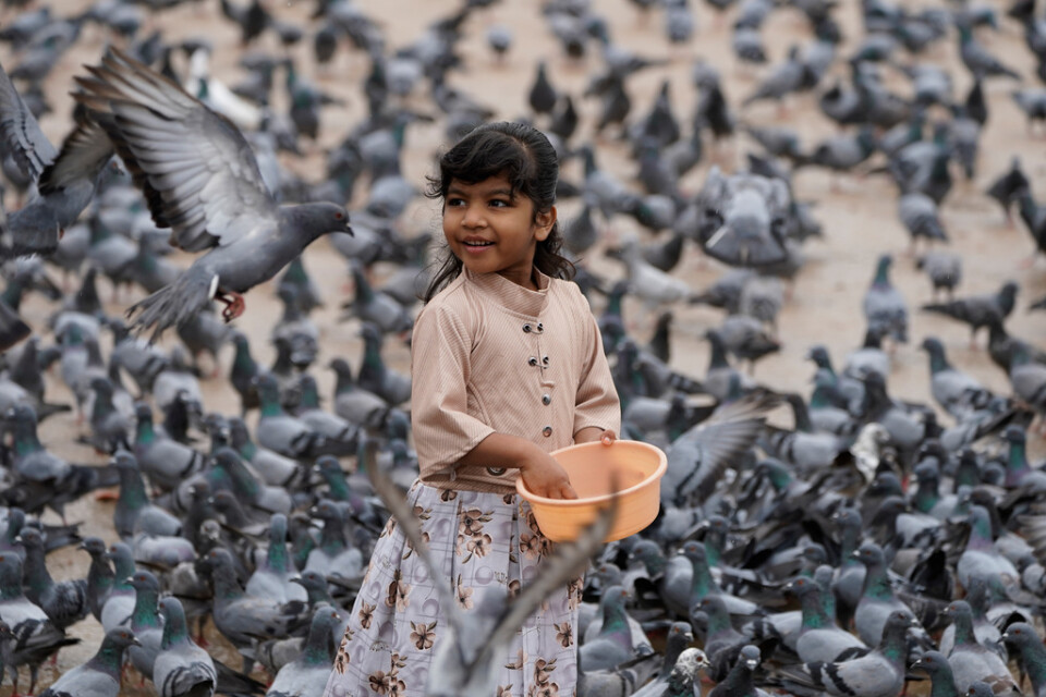 En flicka matar stadsduvor i Hyderabad, Indien. Stadsduvan är en synnerligen framgångsrik fågelart.