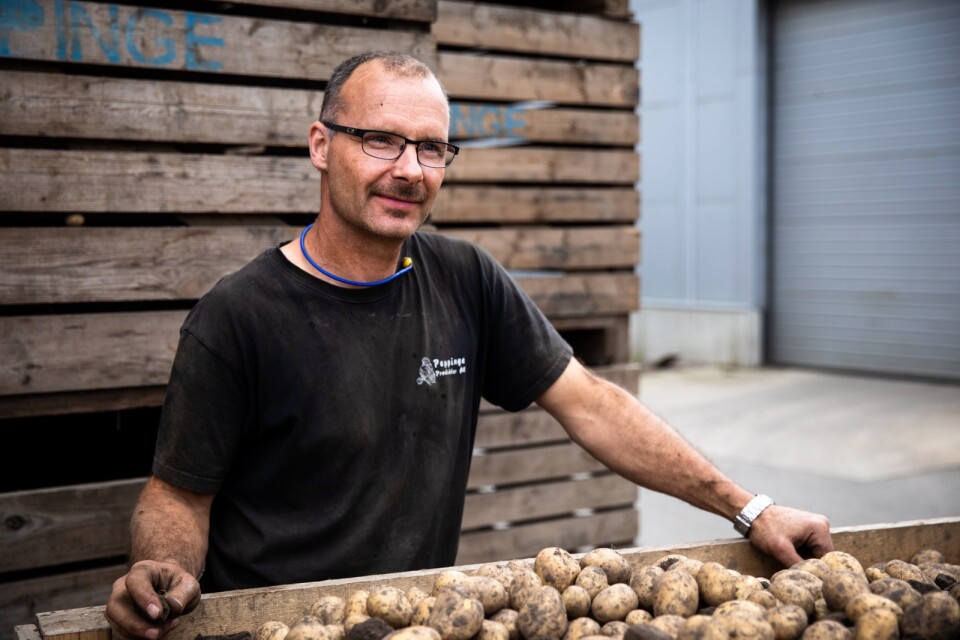 Richard Larsson, odlingsansvarig på Peppinge Produkter, väntar sig en normal potatisskörd i år. Största delen av den potatis som företaget lagrar och packar går till butiker.