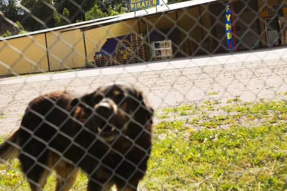 En ivrigt skällande vakthund håller koll innanför stängslet till Bosättningspiraten där tjuvar kunde baxa ut ett 3 ton stort värdeskåp.