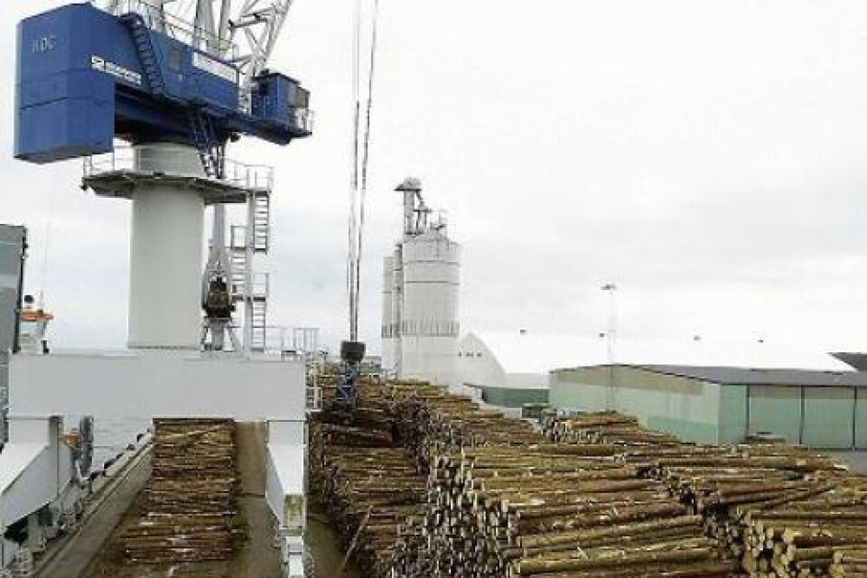 Trälager. Det stormfällde virket ska lagras i Sölvesborgs hamn. Men det får inte läggas virke som har besprutats. Foto: LENA EHRING