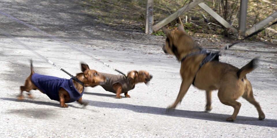 Hundpromenad inställd: ”Inte värt det om fler blir smittade