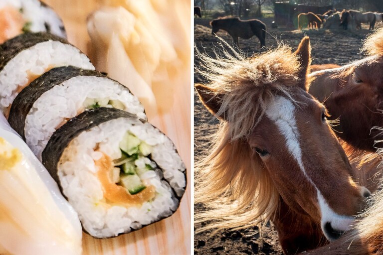 LISTA: Från sushirestaurang till hästbehandling – här är veckans nystartade företag