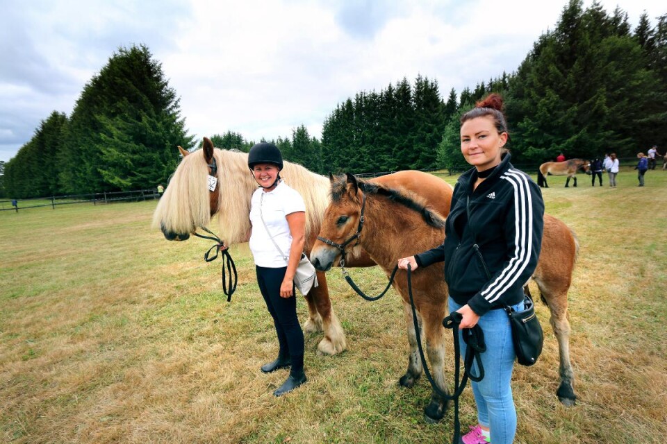 Nordsvensken Nelly är tio år gammal och deltar på premieringen tillsammans med sitt föl Znoddas. Sandra Ludvigsson och Jennie Nord Åstrand håller hästarna sällskap.
