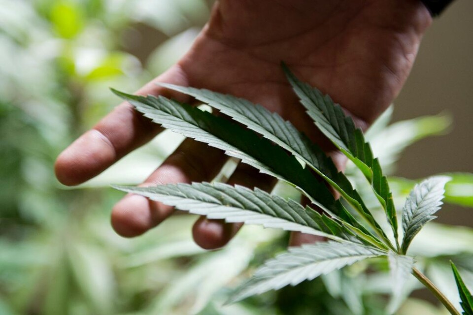 Apoteksbranschen i Uruguay kritiserar regeringens planer på att börja sälja marijuana via landets apotek. Två företag i Uruguay har tilldelats licenser för kommersiell cannabisodling, i enlighet med en lag från 2013, och regeringen vill att apoteken bör